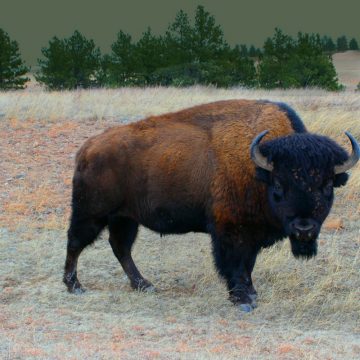 Buffalo or Bison?