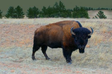 Buffalo or Bison?