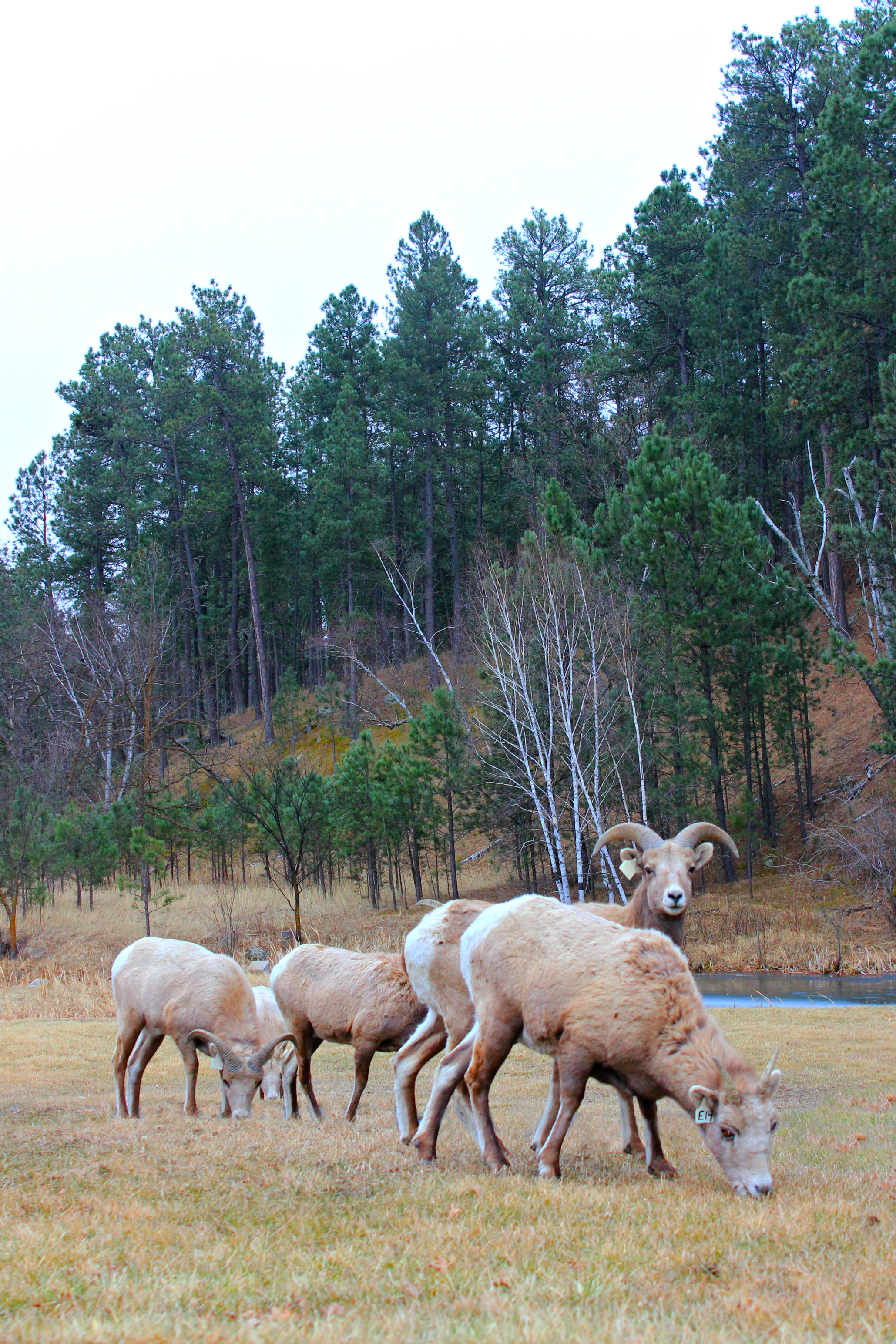 Custer State Park